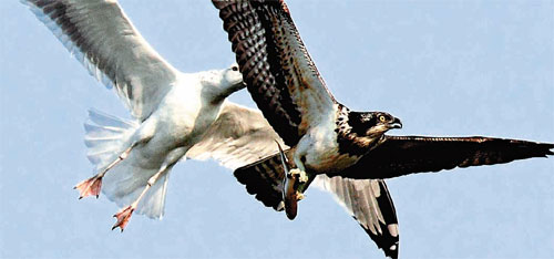 gull, hawk