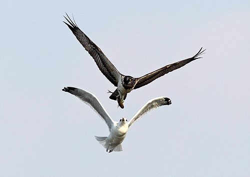 gull, hawk