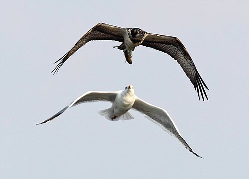 gull, hawk