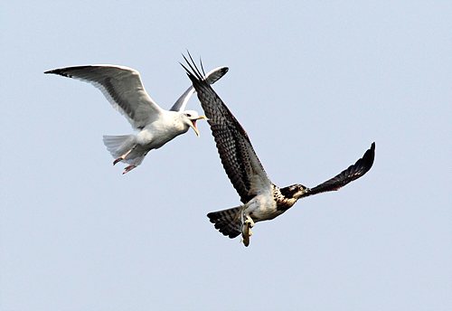 gull, hawk