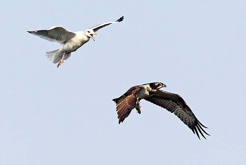 gull, hawk