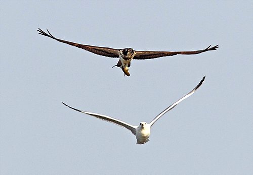 gull, hawk