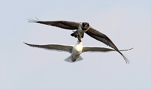 gull, hawk