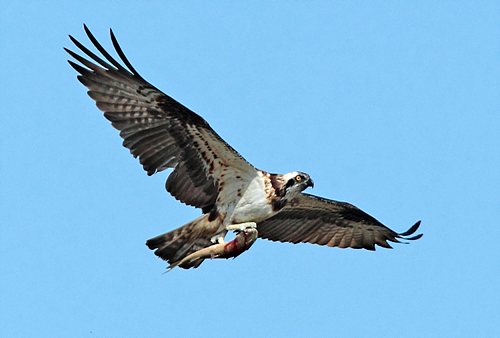 eagle